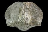 Pyrite Replaced Brachiopod (Paraspirifer) - Ohio #130276-1